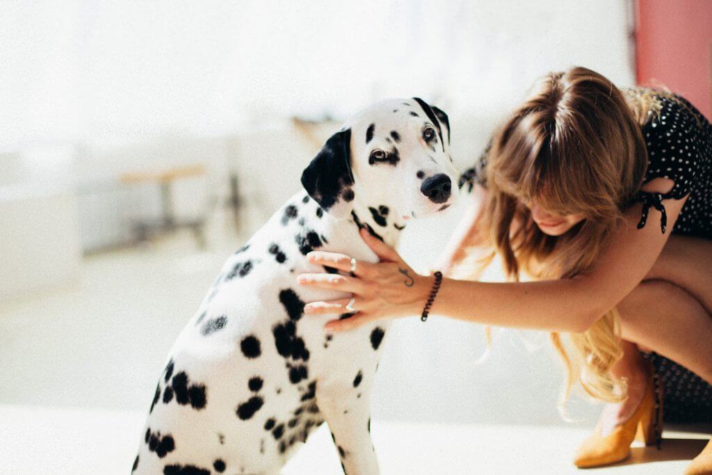 Woman brushing and petting dalmatian dog. Allergy Testing Las Vegas. airductcleaninglasvegas.com